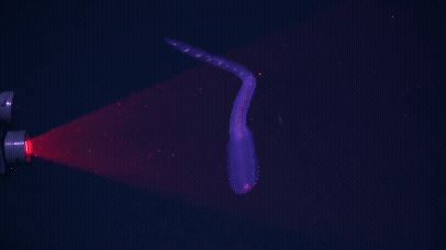 A siphonophore is scanned using Deep Particle Image Velocimetry (DeepPIV) A siphonophore is scanned using Deep Particle Image Velocimetry (DeepPIV)